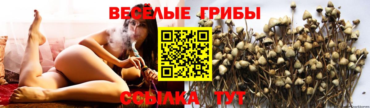 Псилоцибиновые грибы Psilocybine cubensis Спасск-Дальний